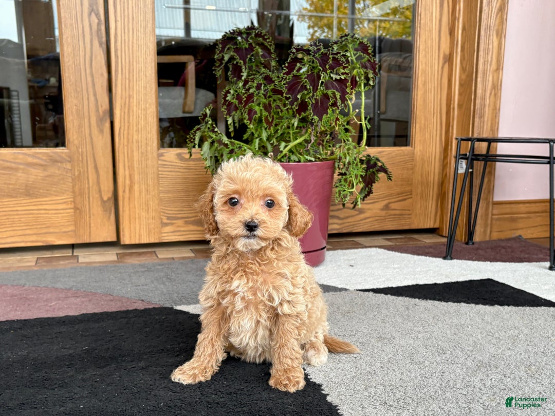 Maltipoo dogs for sale: Maltipoo Puppy 2 female - Ad 7