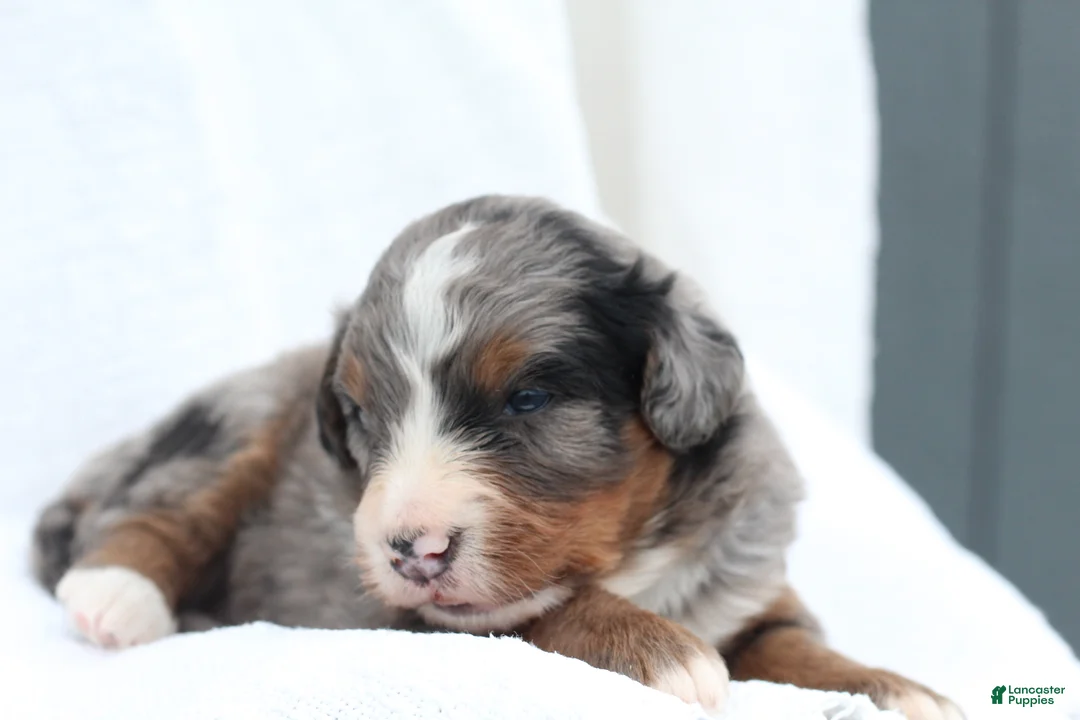 Bernedoodle dogs for sale: Molly - Ad 2