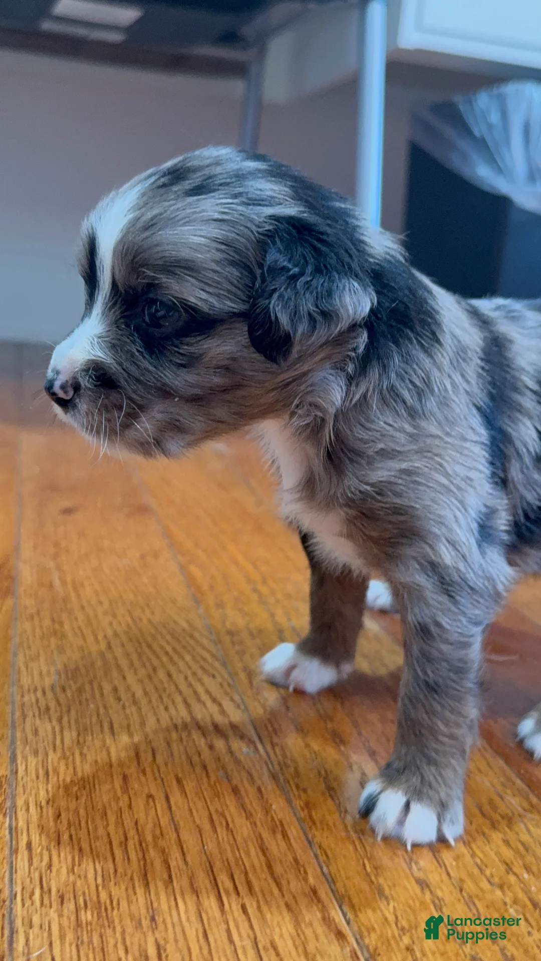 Mixed Breed dogs for sale: Hazel - Ad 2