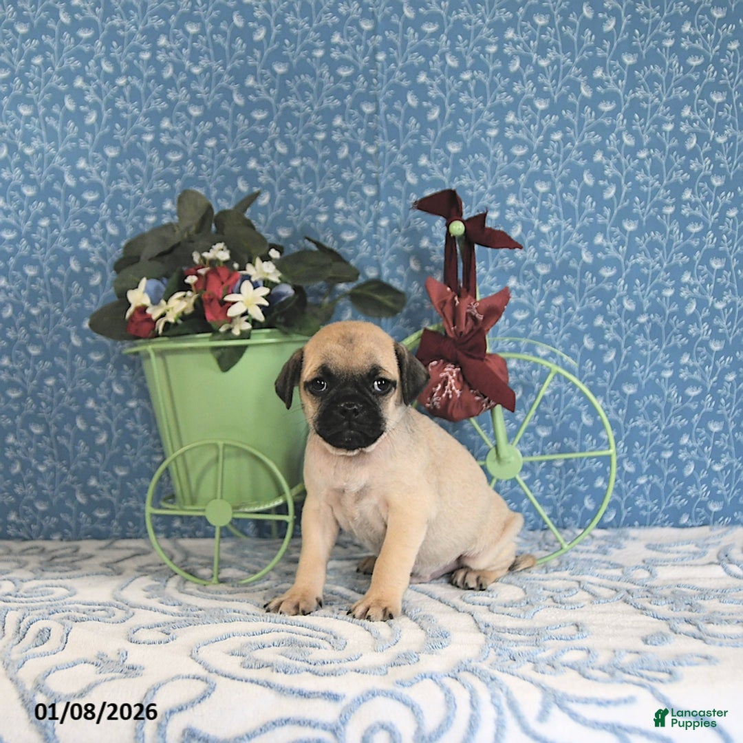 Pug dogs for sale: Lechito - Ad 5