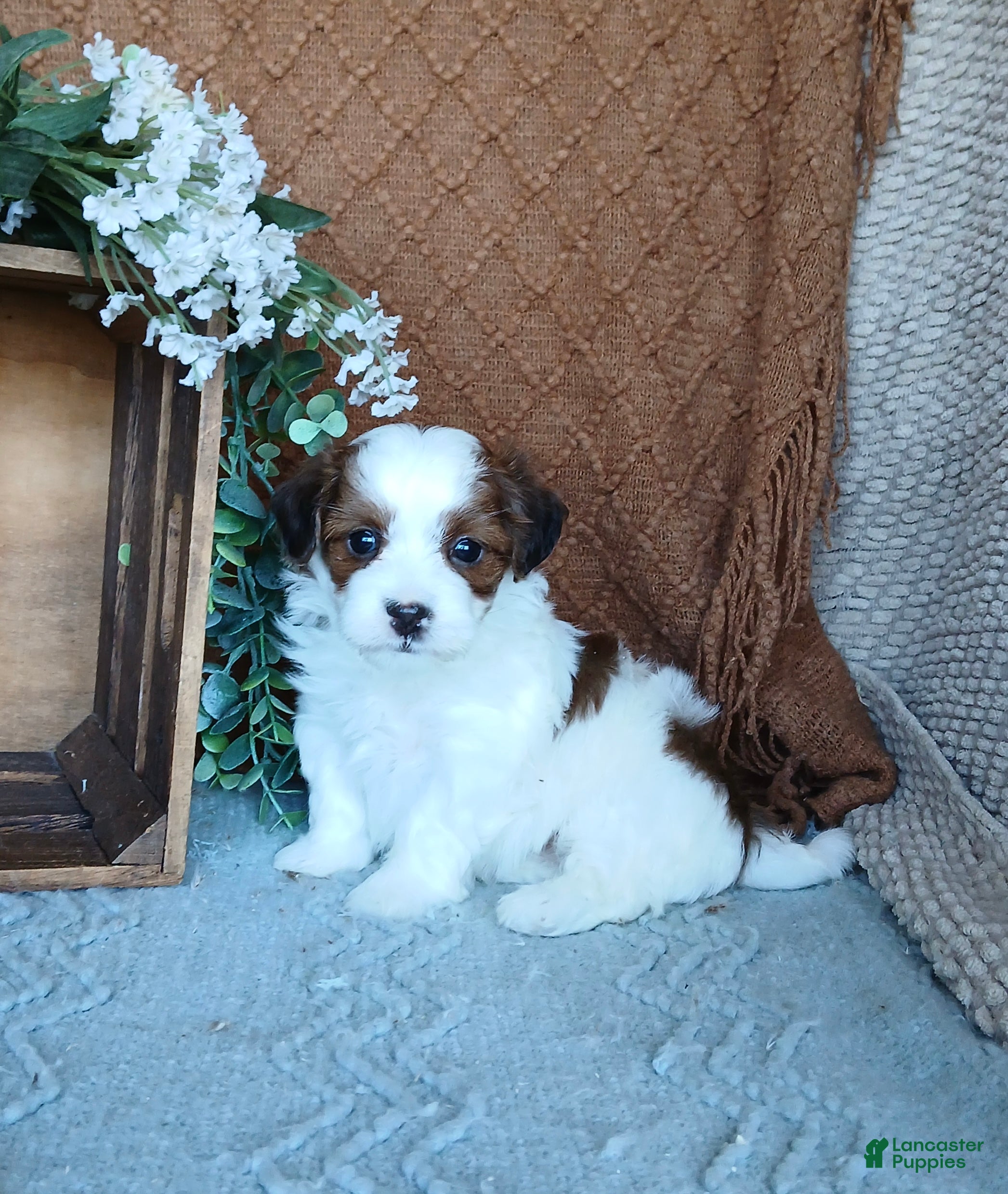 Havanese dogs Amyah  - Ad 1