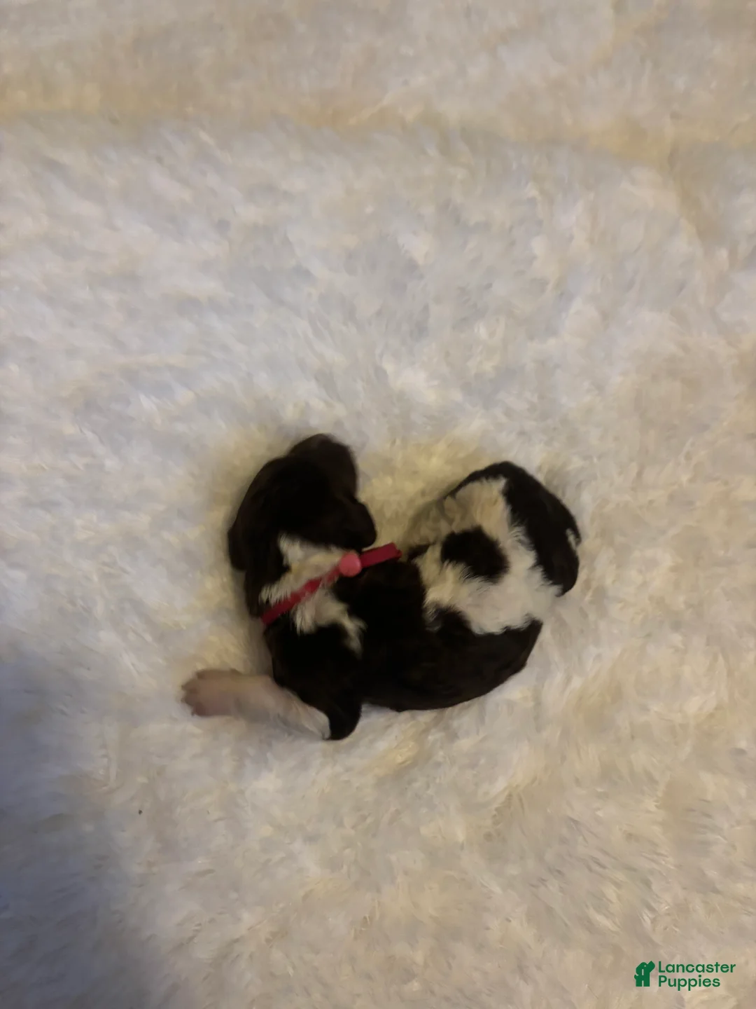 Goldendoodle dogs for sale: Peppermint Mocha - Ad 5