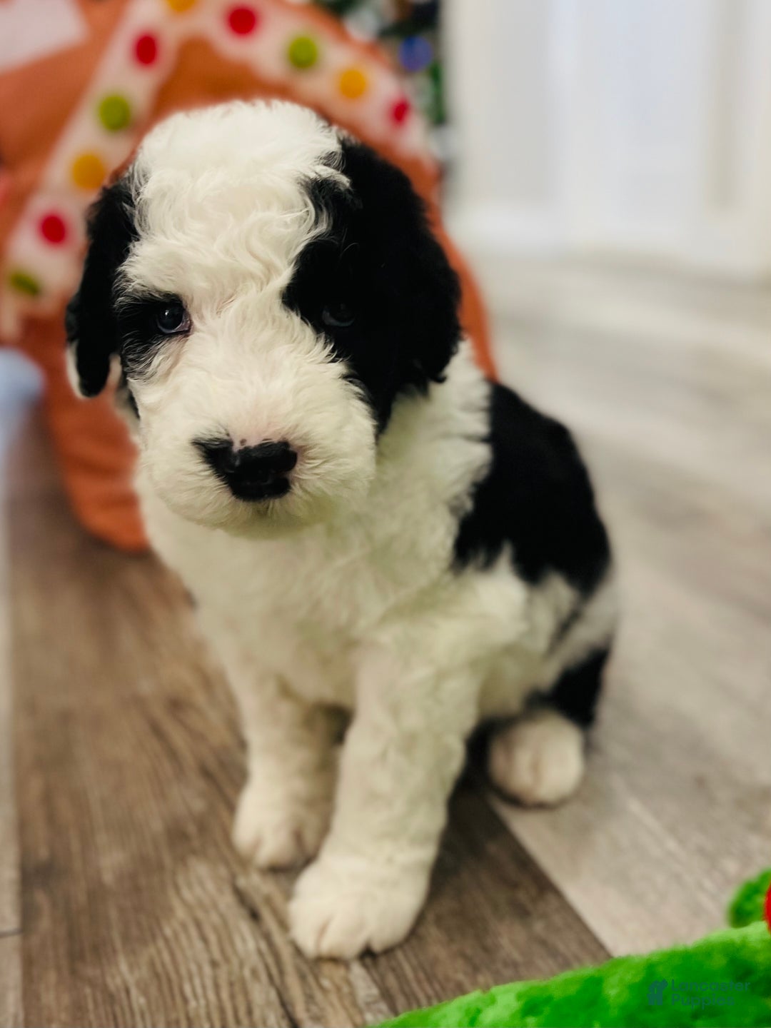 Sheepadoodle dogs for sale: Sheepadoodle Puppy 2 - Ad 3