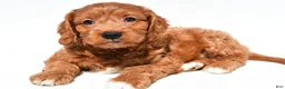 Mini Goldendoodle dogs for sale: Hope - Ad 4