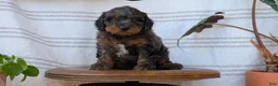 Cavapoo dogs for sale: Maddox  - Ad 7
