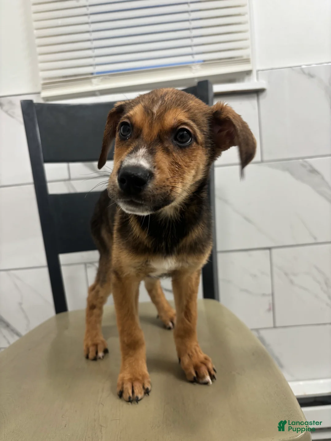 Mixed Breed dogs for sale: Mixed Breed Puppy 5 - Ad 3