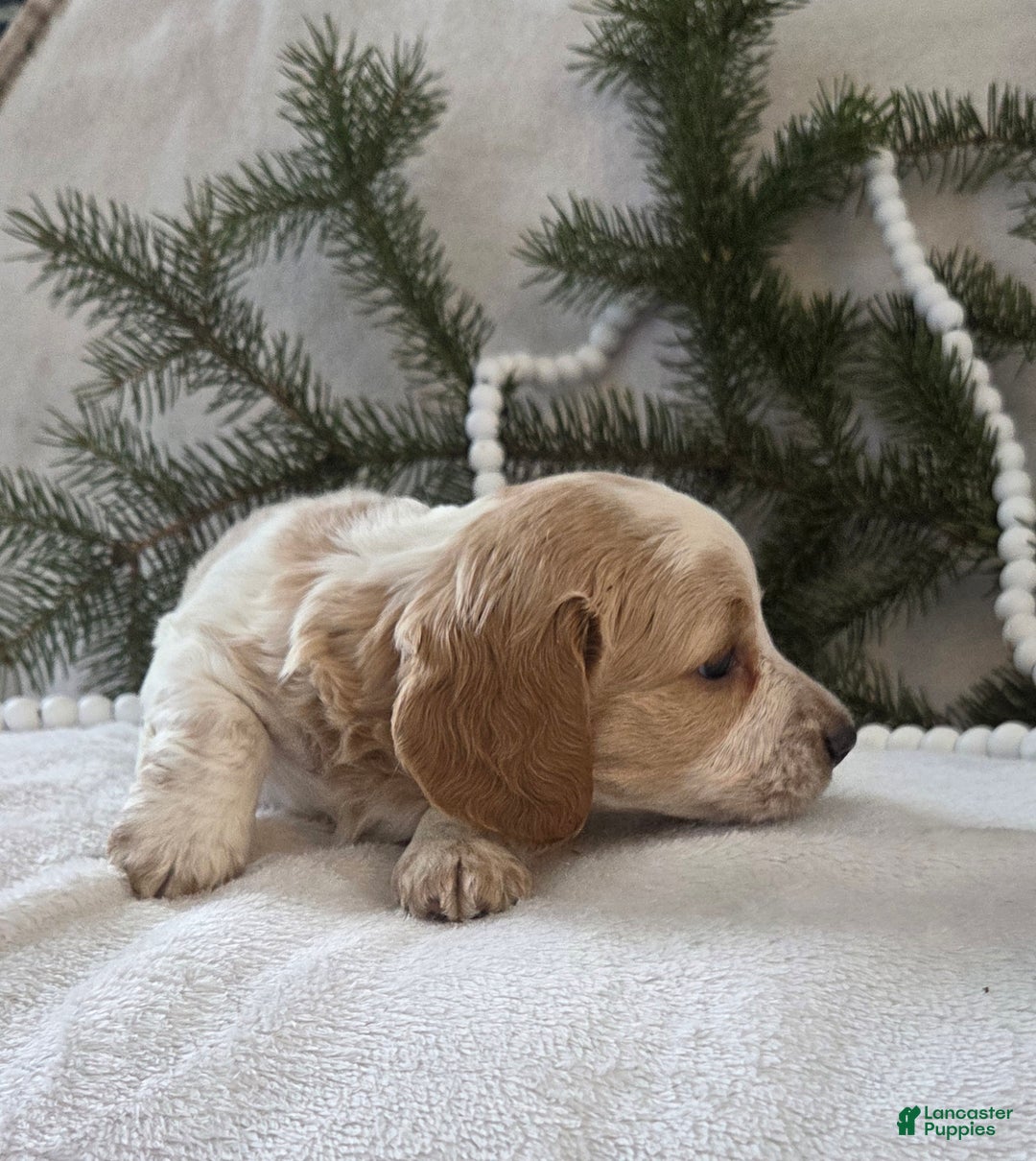 Miniature Dachshund dogs for sale: Jasper - Ad 4