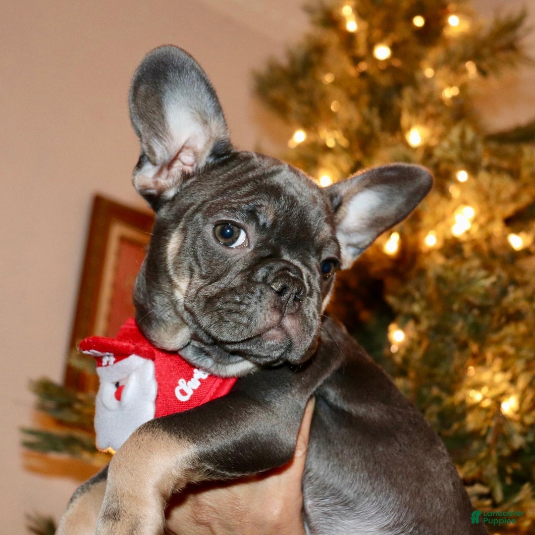 French Bulldog dogs for sale: Malania - Ad 1