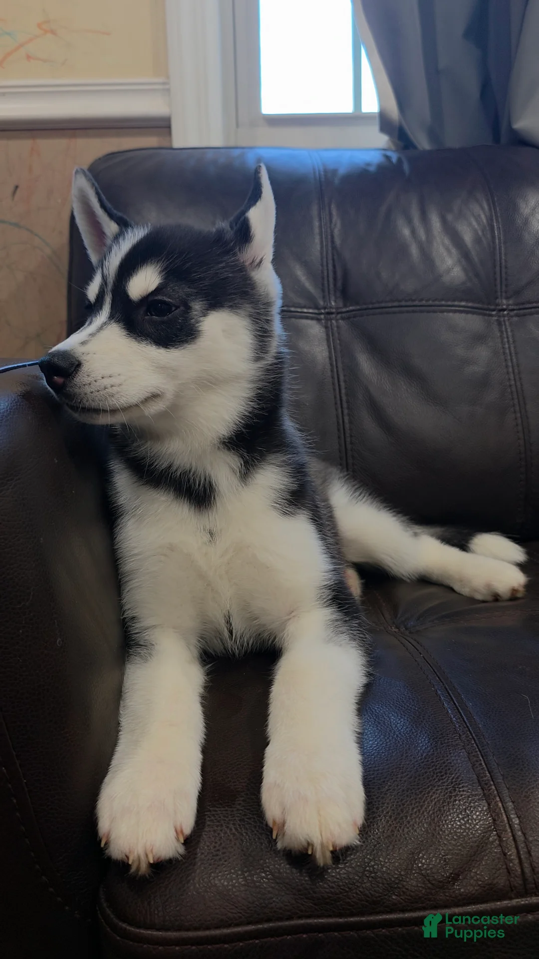 Siberian Husky dogs for sale: Siberian Husky Puppy 3 - Ad 1