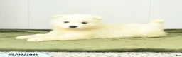 Samoyed dogs for sale: Sugarpuff - Ad 2
