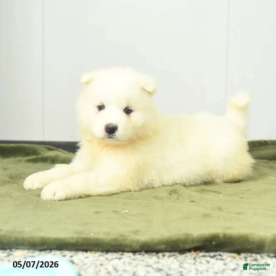 Samoyed dogs for sale: Sugarpuff - Ad 2