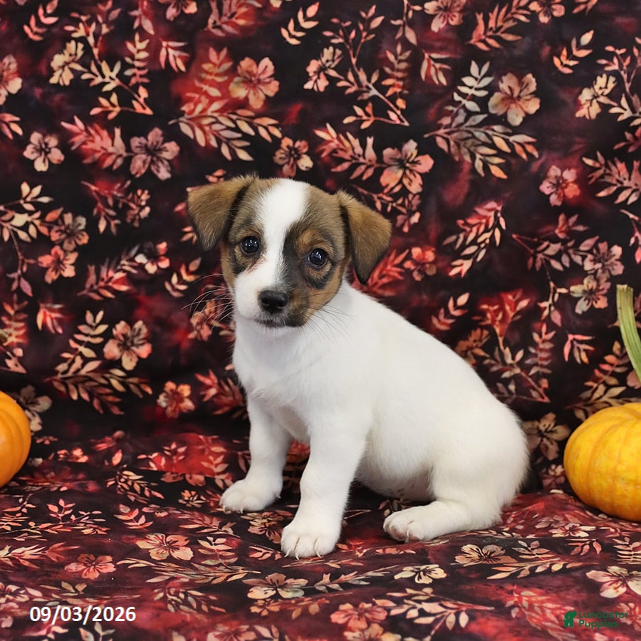 Jack Russell Terrier dogs Sally - Ad 1