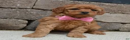Mini Goldendoodle dogs for sale: Mini Gabby - Ad 14