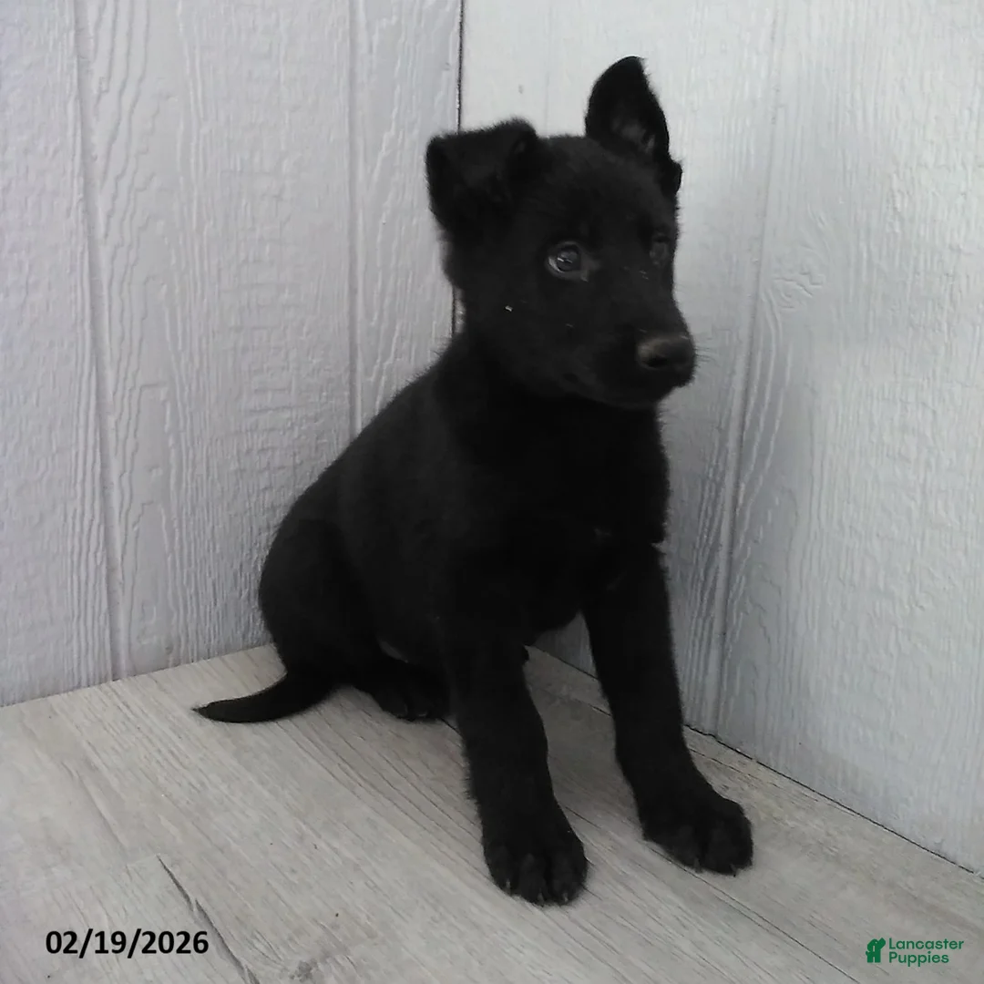 German Shepherd dogs for sale: Lady - Ad 2