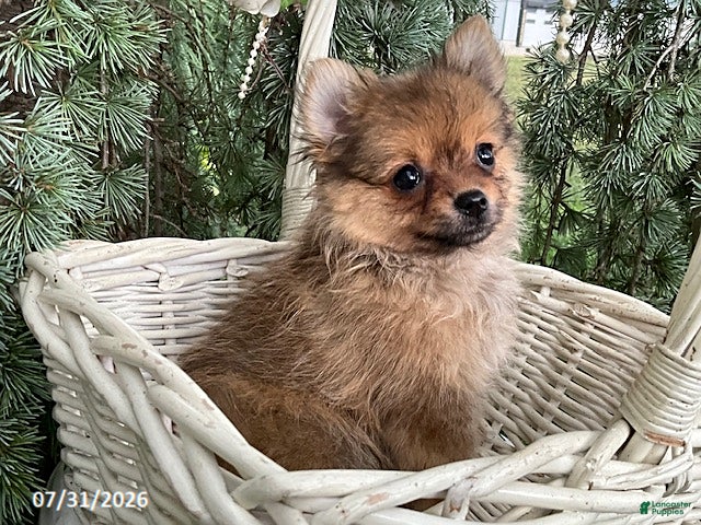 Pomeranian dogs Latte - Ad 2