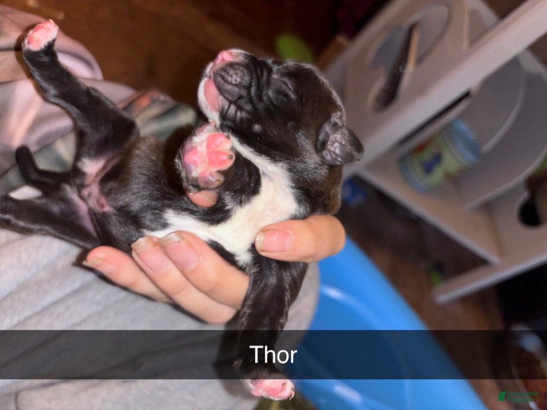 Mixed Breed dogs for sale: Thor  - Ad 4