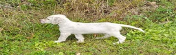 English Setter dogs for sale: Milton - Ad 3