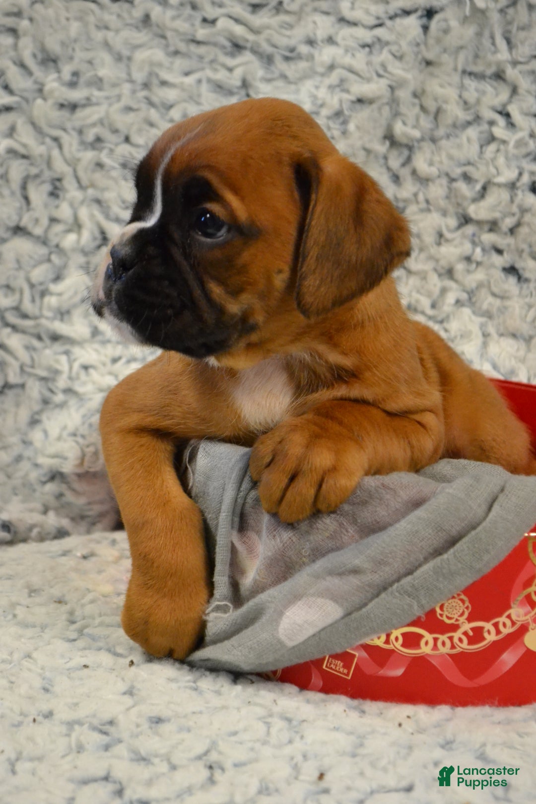 Boxer dogs for sale: River - Ad 4