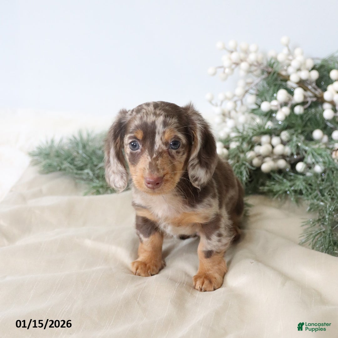 Miniature Dachshund dogs for sale: Oscar - Ad 2