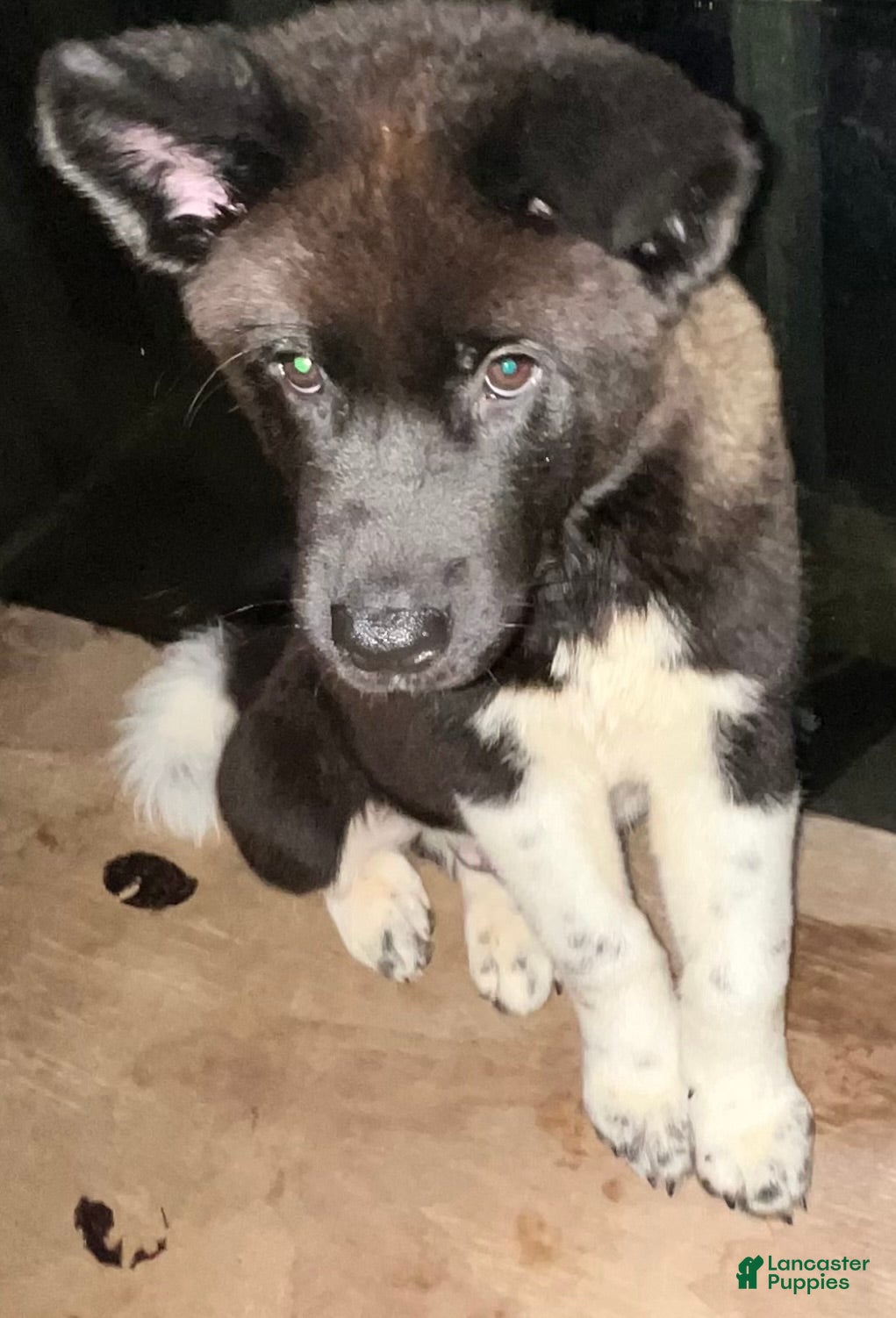 Akita dogs Shadow - Ad 39
