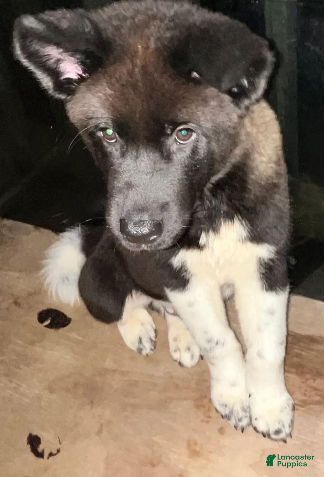 Akita dogs for sale: Shadow - Ad 1