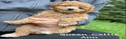 Mini Goldendoodle dogs for sale: Queen Callie Ann - Ad 3