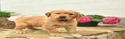 Golden Retriever dogs for sale: Clover  - Ad 2