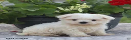 Maltese dogs for sale: Ann - Ad 10