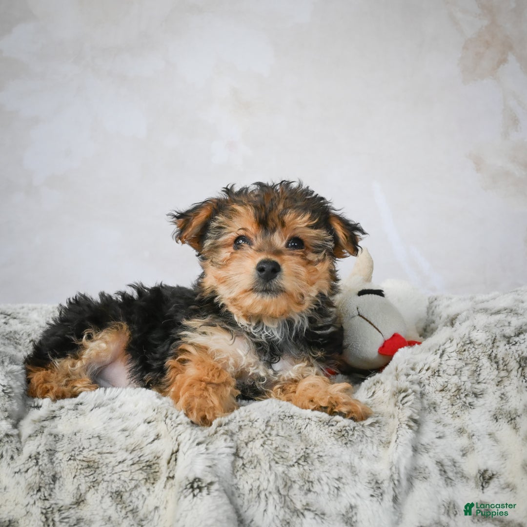 Yorkshire Terrier dogs for sale: Jeremy - Ad 10