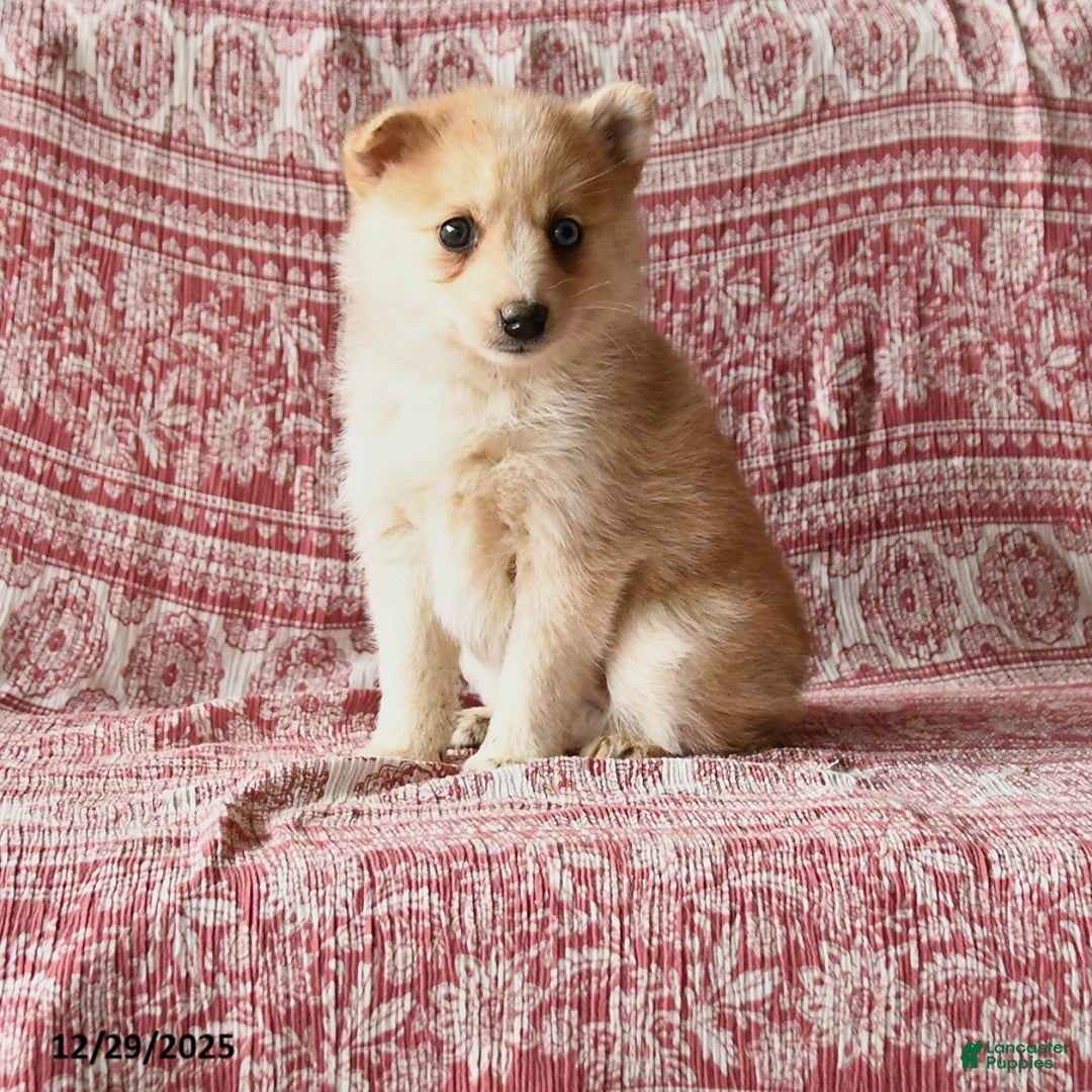 Pomsky dogs for sale: Lacey - Ad 1