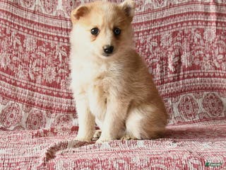 Pomsky dogs Lacey - Ad 42