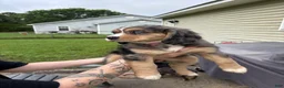 Mixed Breed dogs for sale: Athena - Ad 17