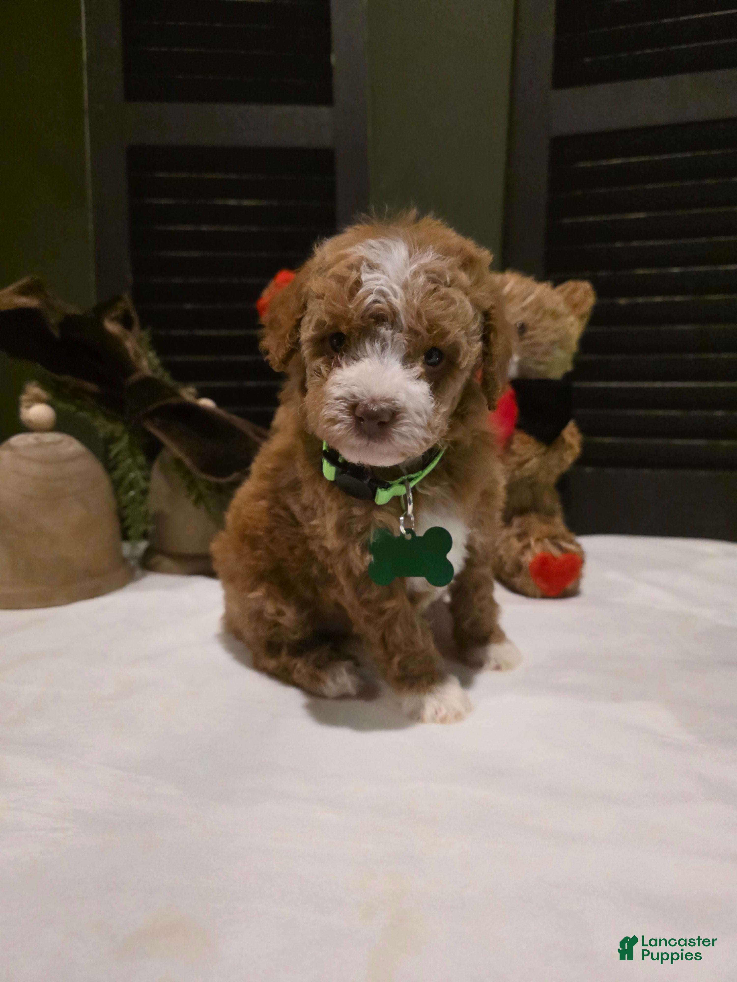 Mini Goldendoodle dogs Toby - Ad 1