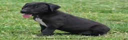 Great Dane dogs for sale: Maya - Ad 3
