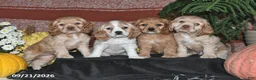 Cocker Spaniel dogs for sale: Maci - Ad 4
