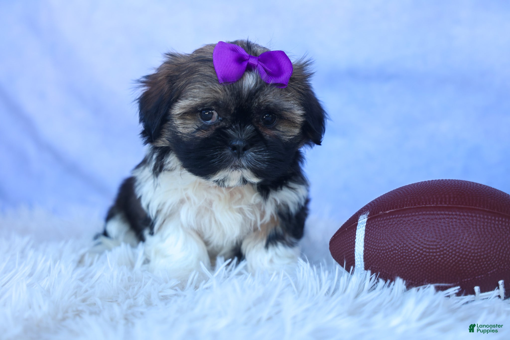 Shih Tzu dogs SADIE - Ad 1