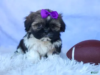 Shih Tzu dogs for sale: SADIE - Ad 4
