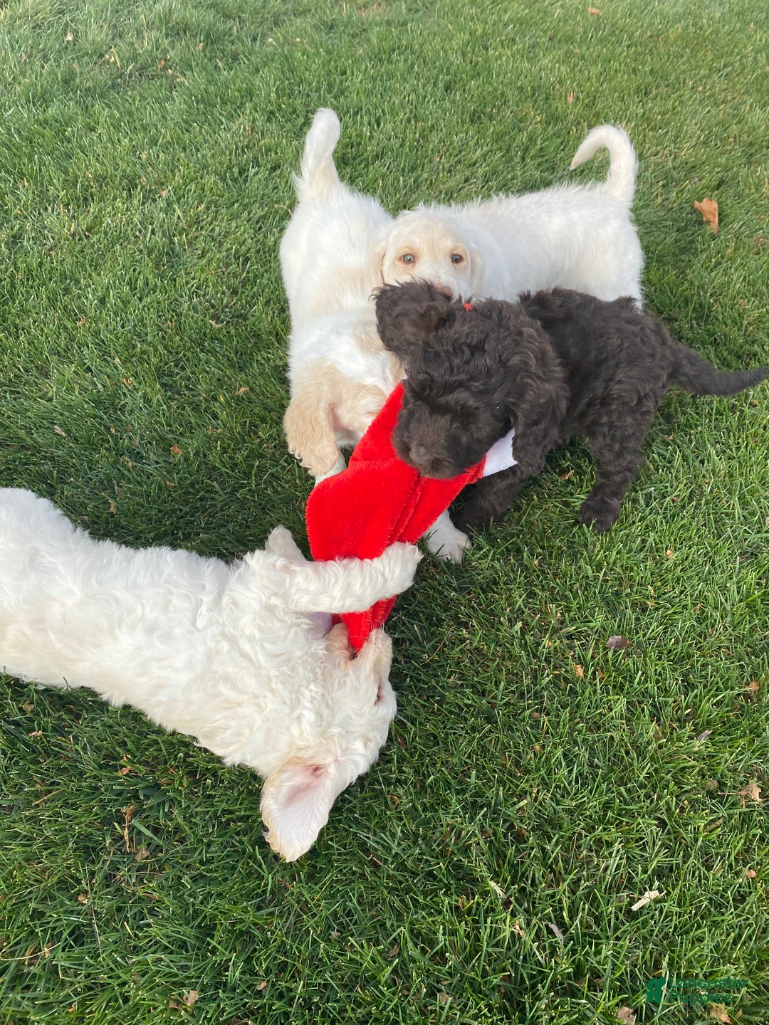 Labradoodle dogs for sale: Snowflake - Ad 35