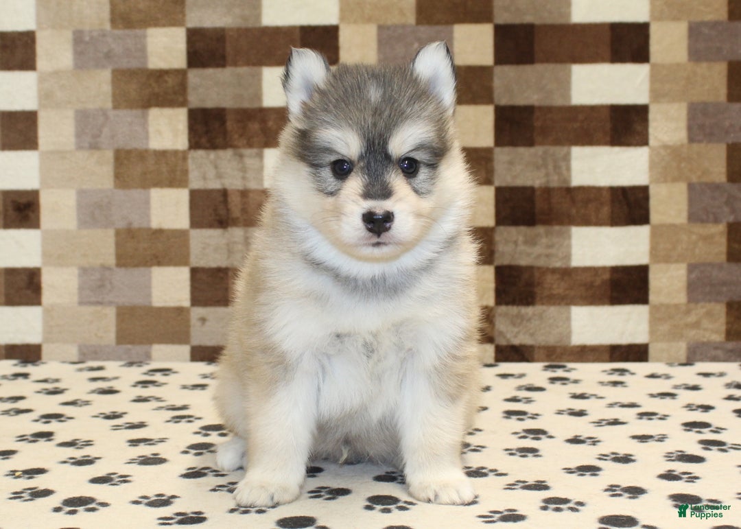Pomsky dogs for sale: Piper - Ad 3