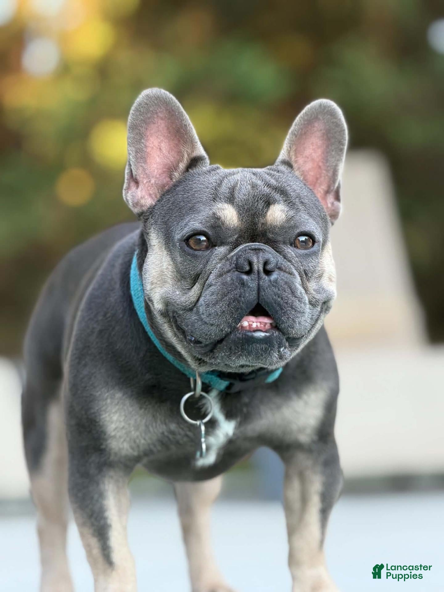French Bulldog dogs Rocky Stud Services - Ad 3