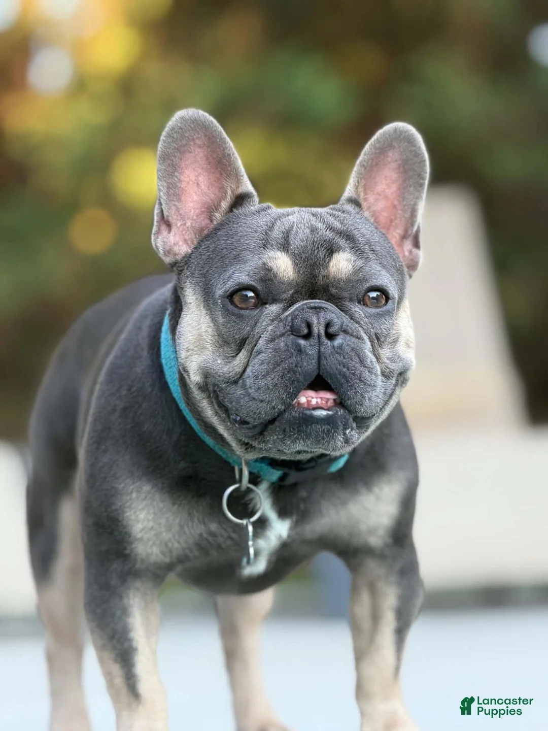 French Bulldog dogs for stud: Rocky Stud Services - Ad 1