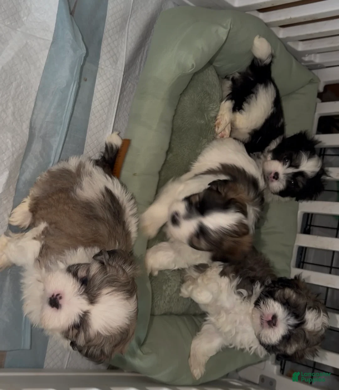 Malshi dogs for sale: Giuseppe - Ad 2