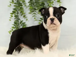 Frenchton dogs Jade - Ad 4