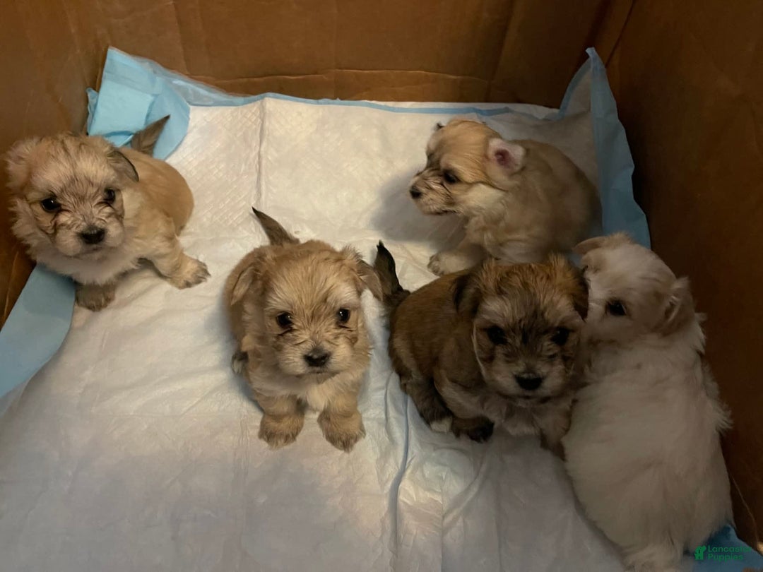 Gallery Image {{count}}