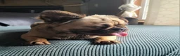 French Bulldog dogs for sale: Coco fawn fluffy male - Ad 3