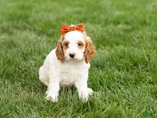 Cockapoo dogs Jasmine - Ad 19