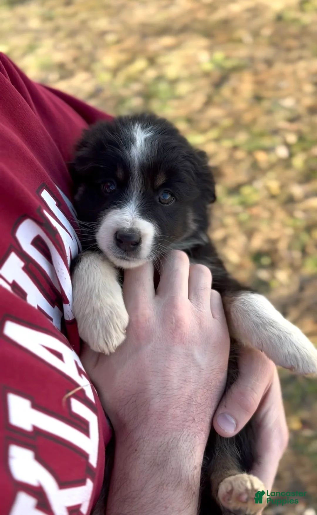 Miniature Australian Shepherd dogs for sale: Luna - Ad 6