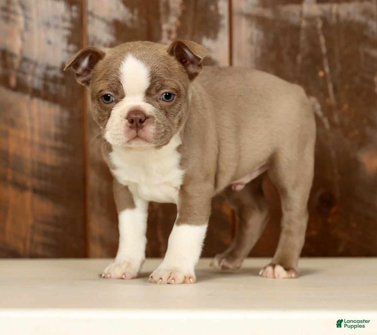 Boston Terrier dogs Ricky - Ad 2
