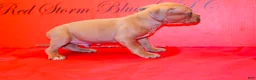 American Bully dogs for sale: American Bully Puppy 4 - Ad 3