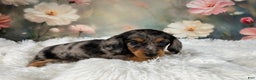Miniature Dachshund dogs for sale: AKC-Maggie - Ad 6